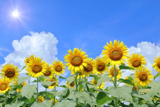 夏季休業期間のお知らせ【13日（水）～17日（日）まで】